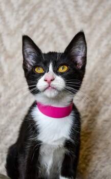Domestic Short Hair Cats Available for Adoption in Yakima, Washington - Arisha | PetCurious