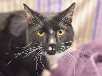 Domestic Short Hair Cats Available for Adoption in Portland, Oregon - Pickles | PetCurious