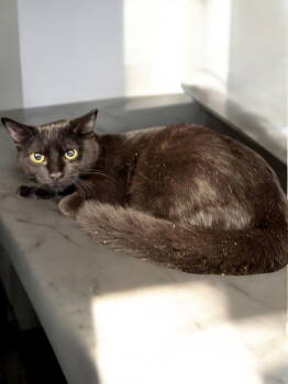 Rescue Domestic Short Hair Cats for Adoption in Champaign, Illinois - Bonnie | PetCurious