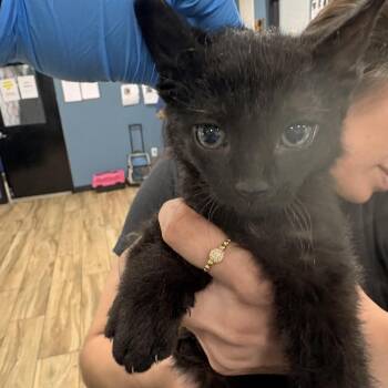 Milkshake -  Domestic Short Hair Cat for Adoption in Newark, New Jersey - Milkshake | PetCurious