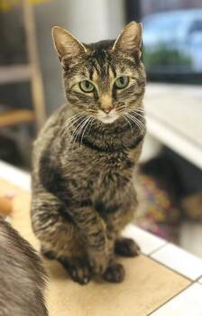 Rescue Domestic Short Hair Cats for Adoption in Pegram, Tennessee - RAGS | PetCurious