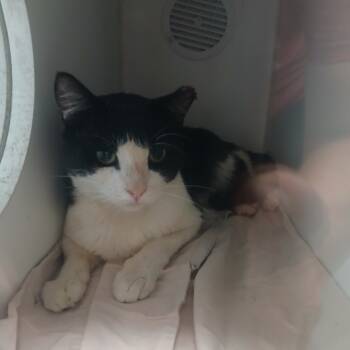 Rescue Domestic Short Hair Cats for Adoption in Philadelphia, Pennsylvania - Sopal | PetCurious