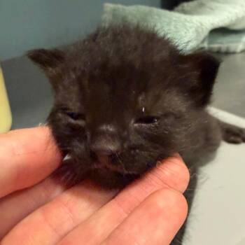 Peter -  Domestic Short Hair Cat for Adoption in Chattanooga, Tennessee - Peter | PetCurious