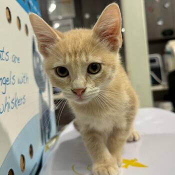 Piglet -  Domestic Short Hair Cat for Adoption in Tampa, Florida - Piglet | PetCurious