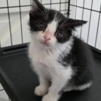 American Shorthair Cats Available for Adoption in Calimesa, California - Baby Ellie | PetCurious