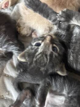 Domestic Short Hair Cats Available for Adoption in Wyoming, Michigan - Rhen | PetCurious