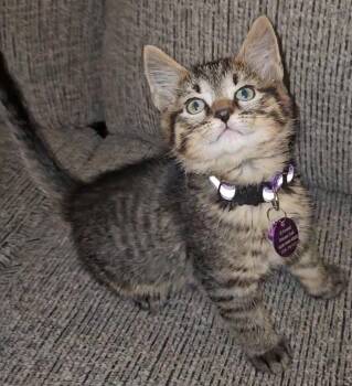 Tabby Cats Available for Adoption in Pasco, Washington - Donatello | PetCurious