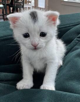Cosmo -  Domestic Short Hair Cat for Adoption in Fruit Heights, Utah - Cosmo | PetCurious