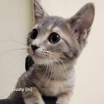 Gusty -  Domestic Short Hair Cat for Adoption in Mazon, Illinois - Gusty | PetCurious