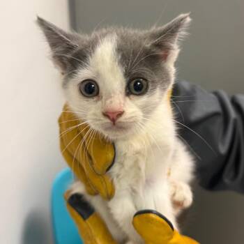Dark Matter -  Domestic Medium Hair Cat for Adoption in Charleston, West Virginia - Dark Matter | PetCurious