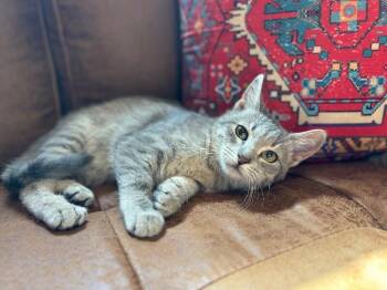 Tabby and Domestic Short Hair Cats Available for Adoption in Friendswood, Texas - Tango Gentle Heart Blossom  | PetCurious