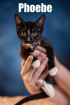 Rescue Domestic Short Hair Cats for Adoption in Maitland, Florida - Phoebe | PetCurious