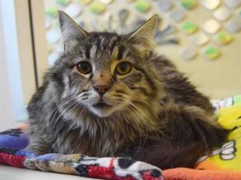 Domestic Medium Hair Cats Available for Adoption - BRIANA | PetCurious
