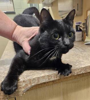 Rescue Domestic Short Hair Cats for Adoption in Clyde, North Carolina - JAYDA | PetCurious
