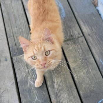 Jack -  Domestic Medium Hair Cat for Adoption in Rochester, Minnesota - Jack | PetCurious