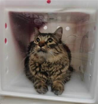 TAKA -  Domestic Short Hair Cat for Adoption in Albuquerque, New Mexico - TAKA | PetCurious