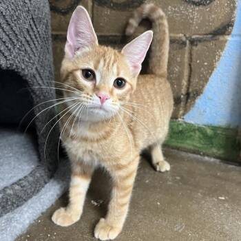 Sunny -  Domestic Short Hair Cat for Adoption in Laredo, Texas - Sunny | PetCurious
