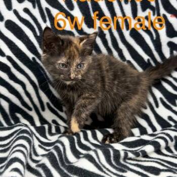 Kadence -  Domestic Short Hair Cat for Adoption in New Tazewell, Tennessee - Kadence | PetCurious