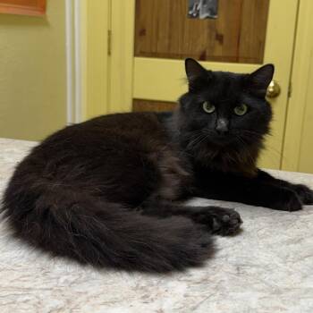 Smoke -  Domestic Medium Hair and Domestic Short Hair Cat for Adoption in Hattiesburg, Mississippi - Smoke | PetCurious