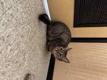 Rescue Domestic Short Hair Cats for Adoption in Worcester, Massachusetts - Nala | PetCurious
