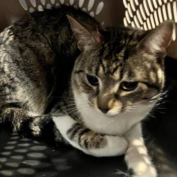 Arthur -  Domestic Short Hair Cat for Adoption in Allentown, Pennsylvania - Arthur | PetCurious