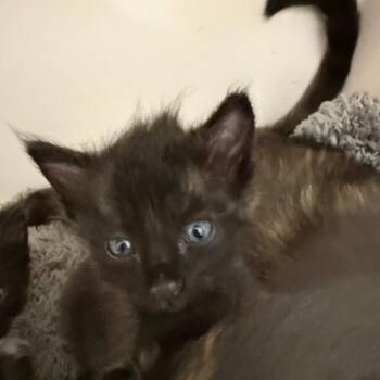 Molas -  Domestic Short Hair Cat for Adoption in Durango, Colorado - Molas | PetCurious