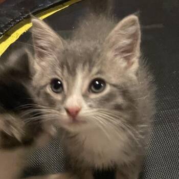Zander -  Domestic Medium Hair Cat for Adoption in Springboro, Ohio - Zander | PetCurious