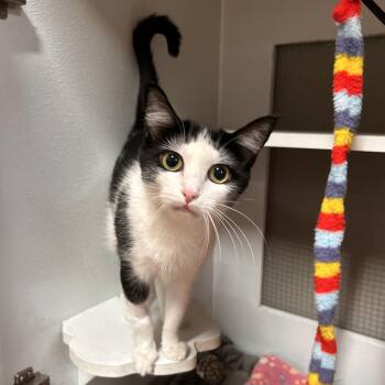 Gamora -  Domestic Short Hair Cat for Adoption in The Colony, Texas - Gamora | PetCurious