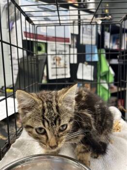 Rescue Domestic Short Hair Cats for Adoption in Chester, South Carolina - ANTLER | PetCurious