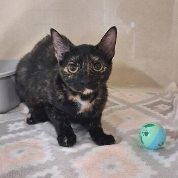 Sprinkles -  Domestic Short Hair Cat for Adoption in Gautier, Mississippi - Sprinkles | PetCurious