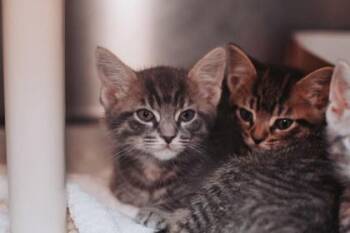 93981a Earl Grey-PetSmart Mt. Pleasant -  Domestic Short Hair Cat for Adoption in North Charleston, South Carolina - 93981a Earl Grey-PetSmart Mt. Pleasant | PetCurious