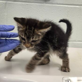 Axel -  Domestic Short Hair Cat for Adoption in Chattanooga, Tennessee - Axel | PetCurious