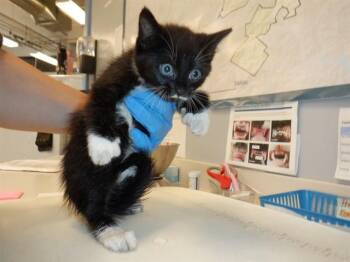 Domestic Short Hair Cats Available for Adoption in San Jose, California - A1406750 | PetCurious