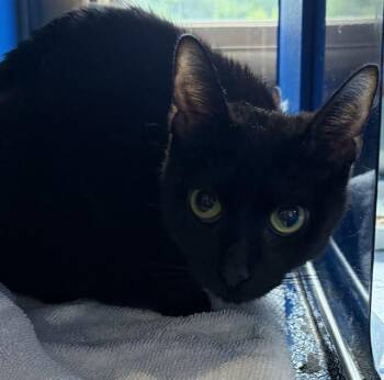 MINX -  Domestic Short Hair Cat for Adoption in Westminster, Maryland - MINX | PetCurious