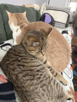 Domestic Short Hair Cats Available for Adoption - Applejack | PetCurious