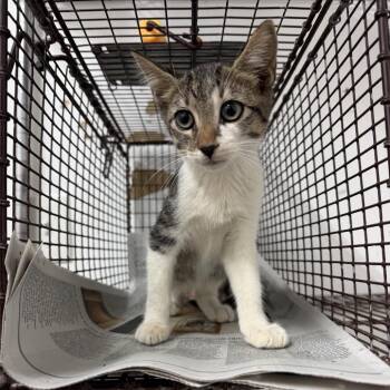 Brady -  Domestic Short Hair Cat for Adoption in Edinburg, Texas - Brady | PetCurious