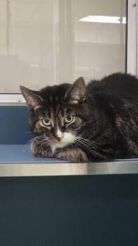 Sami -  Domestic Short Hair Cat for Adoption in Montreal, Quebec - Sami | PetCurious