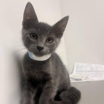 Quentin -  Domestic Short Hair Cat for Adoption in Hattiesburg, Mississippi - Quentin | PetCurious