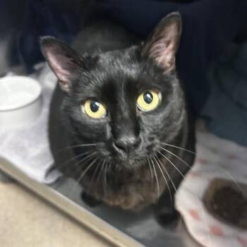 Chocolate Chip -  Domestic Short Hair Cat for Adoption in Oakland, California - Chocolate Chip | PetCurious