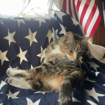 Trixie -  Domestic Short Hair Cat for Adoption in Johnstown, Pennsylvania - Trixie | PetCurious