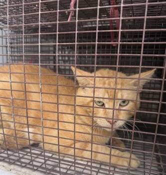 Domestic Short Hair Cats Available for Adoption in Houston, Texas - A655172 | PetCurious