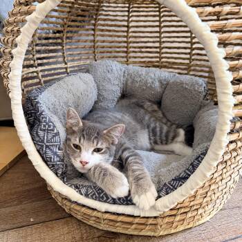 Dogwood -  Domestic Short Hair Cat for Adoption in Dickson, Tennessee - Dogwood | PetCurious