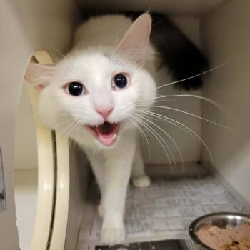 Whispa -  Domestic Long Hair Cat for Adoption in Columbia, Missouri - Whispa | PetCurious