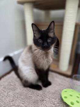 Rescue Siamese and Domestic Short Hair Cats for Adoption in Magnolia Springs, Alabama - Diesel | PetCurious