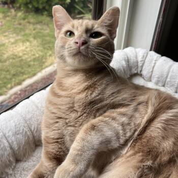 Nicole Kidman -  American Shorthair Cat Available for Adoption - Nicole Kidman | PetCurious