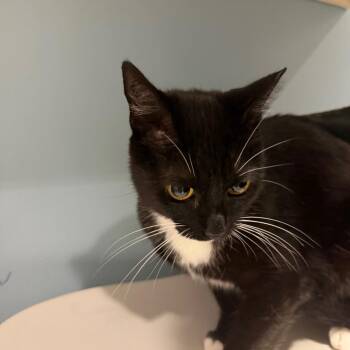 Kodi -  Domestic Short Hair Cat for Adoption in Chattanooga, Tennessee - Kodi | PetCurious