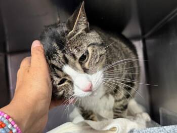 Zeus -  Domestic Short Hair Cat for Adoption in New York, New York - Zeus | PetCurious