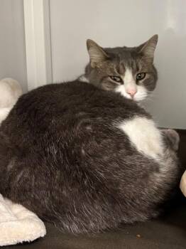 Leonardo -  Domestic Short Hair Cat Available for Adoption in Youngtown, Arizona - Leonardo | PetCurious