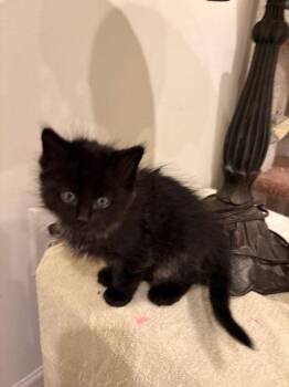 Domestic Short Hair Cats Available for Adoption - Cubby Bear | PetCurious