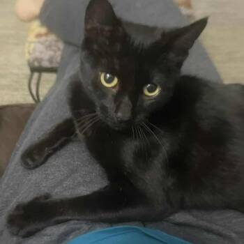 Rescue Domestic Short Hair Cats for Adoption in Antioch, California - JULIA GOULIA - FFPR | PetCurious